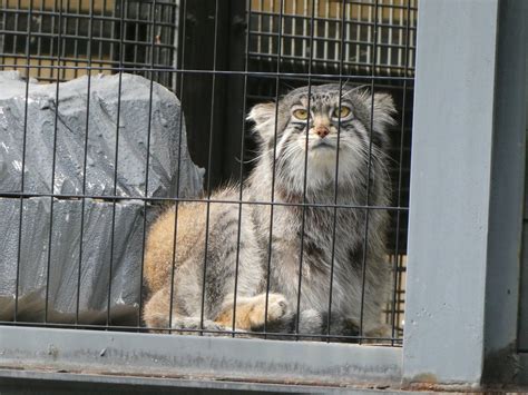 旭川市旭山動物園 公式 On Twitter 昨日のマヌルネコのグルーシャ👀 旭山動物園 Asahiyamazoo マヌルネコ