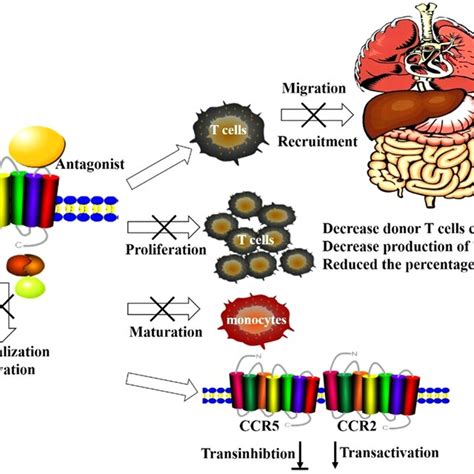 The Multiple Immune Effects Of Targeting Ccr5 For Prophylaxis Of