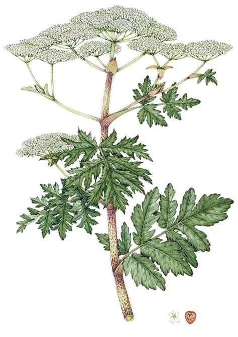 Giant Hogweed Heracleum Mantegazzianum Lizzie Harper