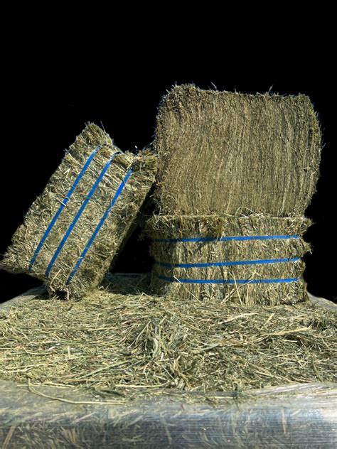 Orchard Grass Hay Alaska Hay And Feed Supply