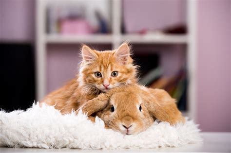 Faire Cohabiter Un Chat Et Un Lapin Comment S Y Prendre