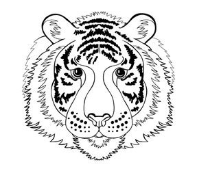 Realistic Tiger Head Hand Draw And Paint Color Vector Image