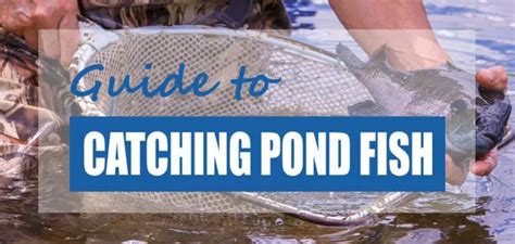 How to Safely Catch Fish In Ponds 2023 [Best Methods] - Pond Informer