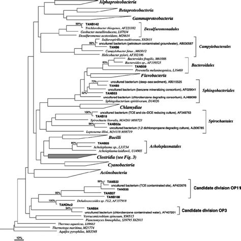 Global Phylogenetic Tree Based On 16s Rrna Gene Sequences Showing The