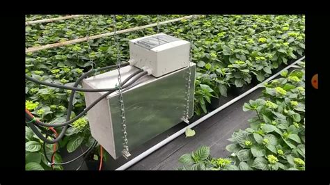 Bitcoin Miner Heating Green House Farming Instead Of Natural Gas