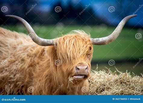 Portrait of a Hairy Highland Cattle with Horns Eating in the Farmland Stock Image - Image of ...