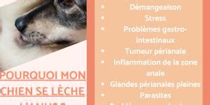 Mon Chien Se Mordille Les Pattes Et Se Gratte Causes Et Que Faire