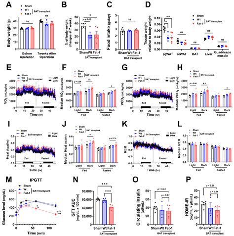 Ijms Free Full Text Transplantation Of Brown Adipose Tissue With