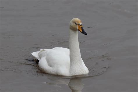 Rare Visitor Spotted On River Severn In Worcester Among Swans