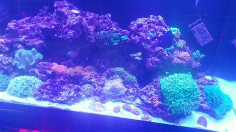 My 150 Gallon Reef Tank Time To Say Goodbye Youtube