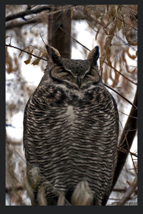 Female Great Horned Owl Photograph By Eric Nelson