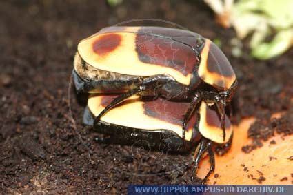 Pachnoda Marginata Peregrina Alias Rose Chafer Hippocampus Bildarchiv