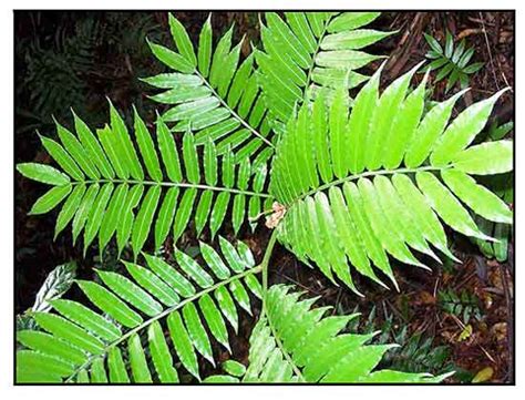 Pakong Kalabaw Angiopteris Evecta King Fern Alternative Medicine