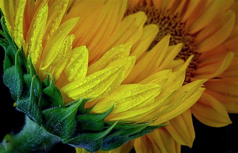 Sunflowers in the Rain Photograph by Barbara Fletcher - Pixels