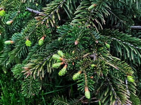 Close-up of a Young Pine Tree with Green Cones Stock Photo - Image of coniferous, flora: 150136436