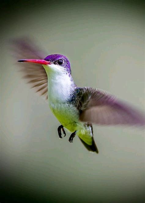 IT S A KIND OF MAGIC Hummingbird Pictures Hummingbird Art