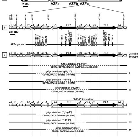 Schematic Representation Of The Y Chromosome Showing The Structures