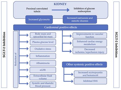 Mechanism Of Action Of SGLT 2 Inhibition And Related Positive Effects