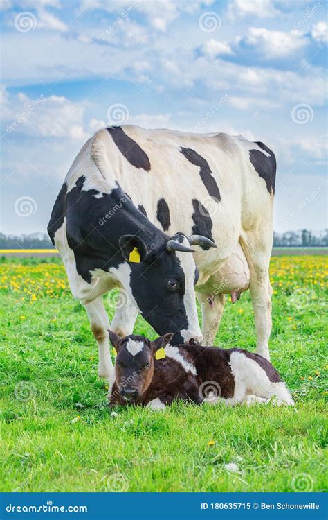 Mother Cow With Newborn Calf In Dutch Meadow Stock Image Image Of