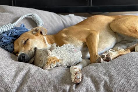 C Mo Tranquilizar A Un Perro Para Aliviar El Estr S Canino Mascotas Y