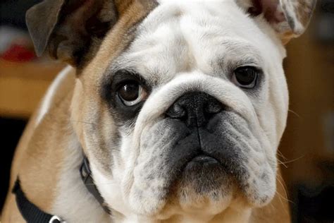 Why Do Dogs Have Jowls? ( Asset or Liability )