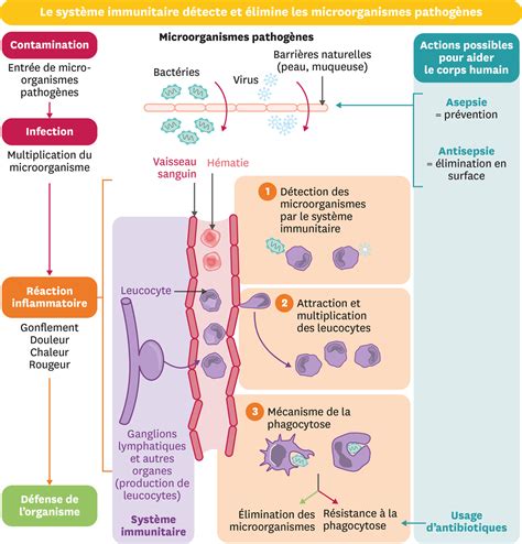 L organisme face à une infection Lelivrescolaire fr