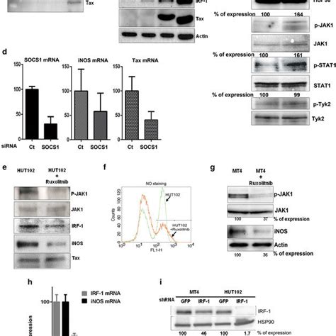 Tax Activates Inos Expression Through The Nf κb Pathway A A Functional Download Scientific