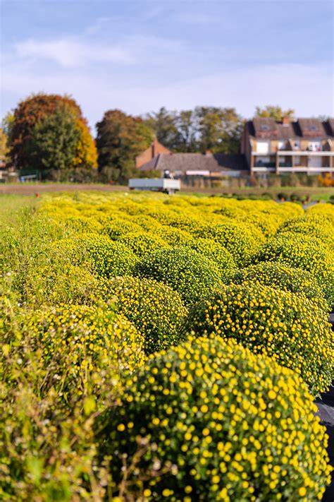 FLORA APEI Denain