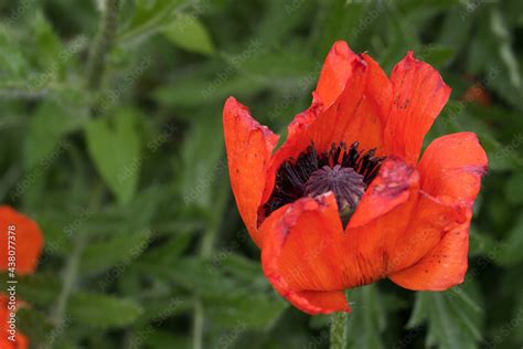 Türkische Mohn Papaver orientale mit seinen wunderschönen leuchtend