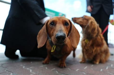 Il Cane Bassotto Il Carattere Le Caratteristiche E La Salute Petsblog