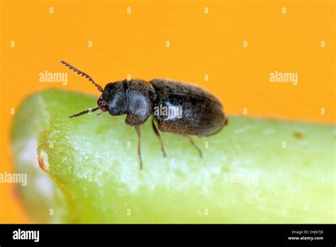 Lasioderma Serricorne Commonly Known As The Cigarette Beetle Cigar