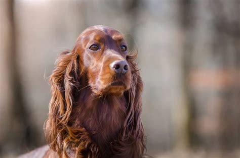 Irish Setter Hound Pointer Dog In The Spring Forrest Stock Photo By