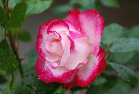 The Best Floribunda Roses: Pink and Red - Best Landscape Ideas