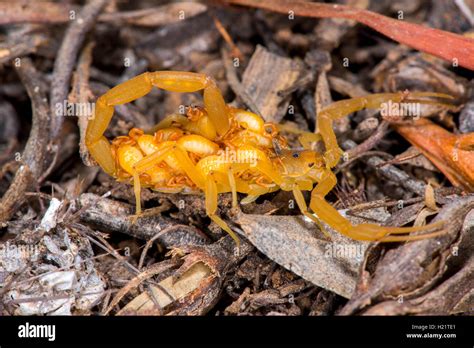 Scorpion With Babies On Back Hi Res Stock Photography And Images Alamy