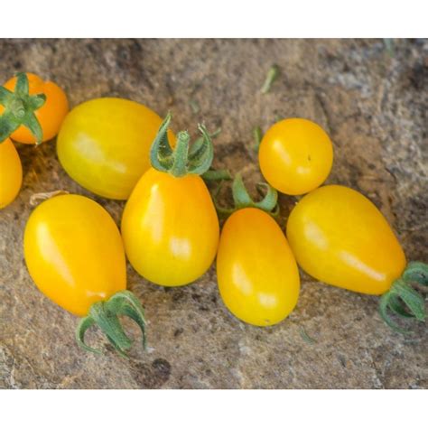 Tomate Cerise Yellow Submarine Semailles