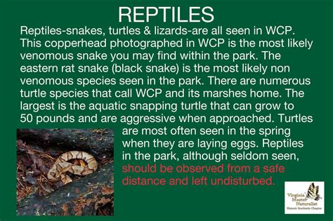 Reptiles