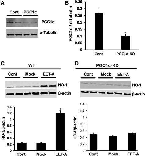 Epoxyeicosatrienoic Acids Regulate Adipocyte Differentiation Of Mouse