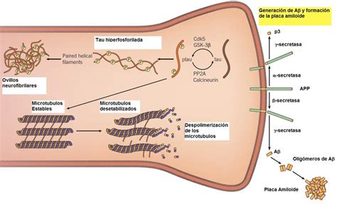 Generación de Aβ y formación de la placa amiloide Download