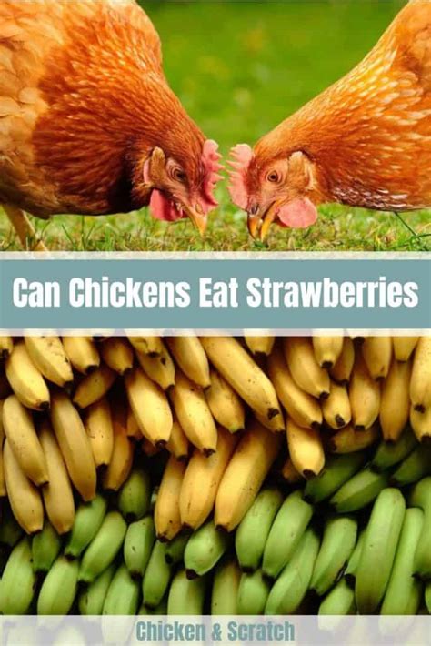 Can Chickens Eat Bananas?