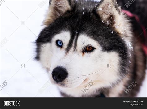 Husky Puppies With Blue Eyes