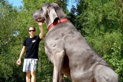 How Tall Is The Worlds Largest Dog