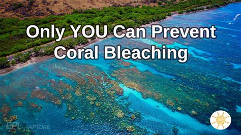 How To Help Prevent Coral Bleaching - Maui Solar Company