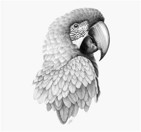 Parrot Bird Pencil Sketch Head Transprent Png - Macaw Pencil Drawing, Transparent Png - kindpng