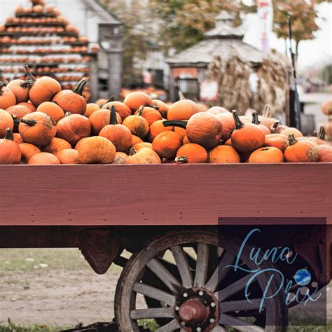 Fall Prints Pumpkin Farmhouse Decor Gallery Wall Set Autumn - Etsy