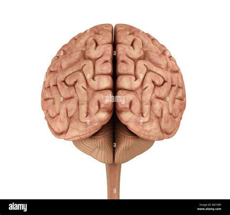 Human Brain D Model Isolated On White Medically Accurate D