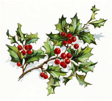 Christmas Holly Wallpapers Wallpaper Cave