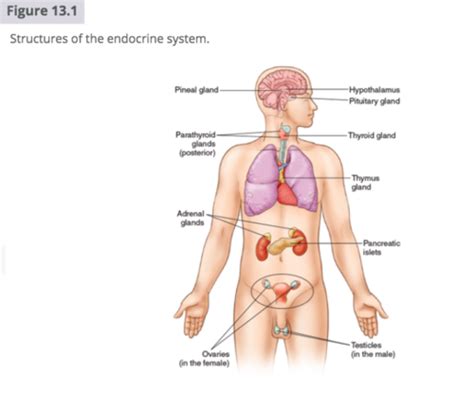 Chp 13 The Endocrine System Flashcards Quizlet