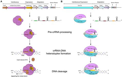 Crispr Cas System Nuclease Activity