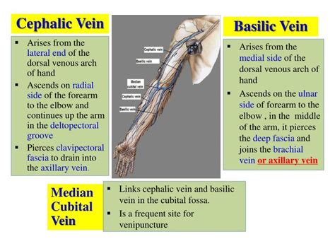 Ppt Vascular Anatomy Of The Upper Limb Powerpoint Presentation Id 1948597