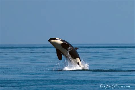 Lawmakers scramble to save Puget Sound orcas | Northern Kittitas County ...